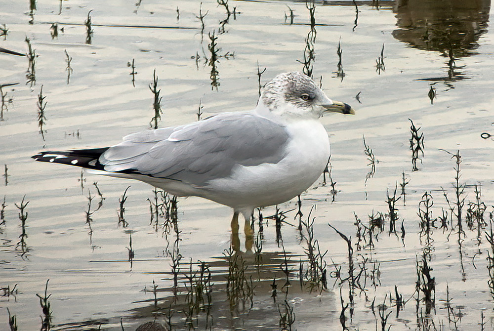 Ring-billed gull